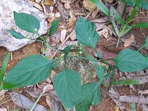 Solanum americanum_6 Quincy Village.JPG